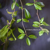 Hoya Pubicalyx Royal Hawaiian Purple, Hoya, Wachsblume, Voskovka, organically grown tropical plants for sale, TOMs FLOWer CLUB.