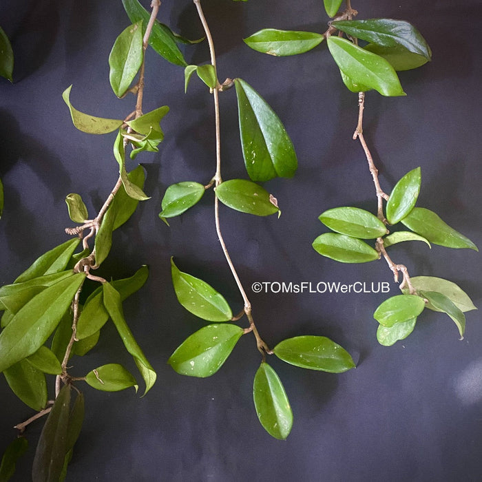 Hoya Pubicalyx Royal Hawaiian Purple, Hoya, Wachsblume, Voskovka, organically grown tropical plants for sale, TOMs FLOWer CLUB.