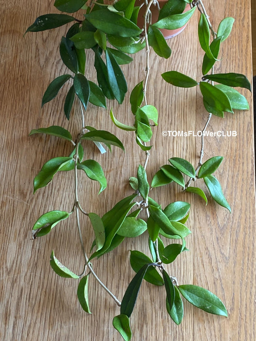 Hoya Pubicalyx Royal Hawaiian Purple, Hoya, Wachsblume, Voskovka, organically grown tropical plants for sale, TOMs FLOWer CLUB.