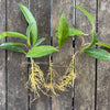 Hoya pubicalyx, cutting, Steckling, Wachsblume, Voskovka, organically grown tropical Hoya plants for sale at TOMs FLOWer CLUB.