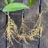 Hoya pubicalyx, cutting, Steckling, Wachsblume, Voskovka, organically grown tropical Hoya plants for sale at TOMs FLOWer CLUB.