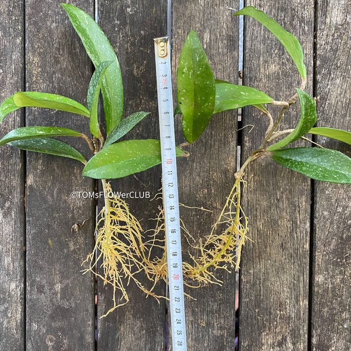 Hoya pubicalyx, cutting, Steckling, Wachsblume, Voskovka, organically grown tropical Hoya plants for sale at TOMs FLOWer CLUB.