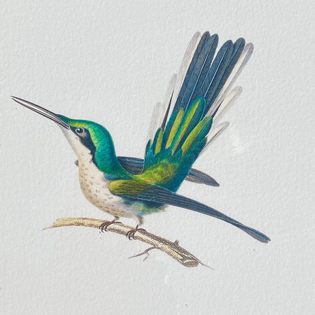 Hummingbird print on paper, 25 x 25cm, by Rafael Neff (represented by LUMAS), from the "Small Open Edition", 2011, in brown wooden frame 28x28cm behind glass for sale by TOMs FLOWer CLUB.