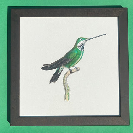 Hummingbird print on paper, 25 x 25cm, by Rafael Neff (represented by LUMAS), from the "Small Open Edition", 2011, in brown wooden frame 28x28cm behind glass for sale by TOMs FLOWer CLUB.