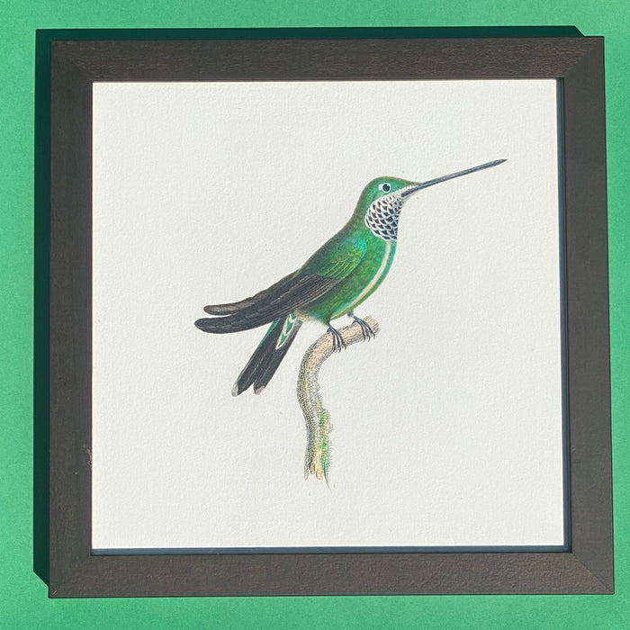 Hummingbird print on paper, 25 x 25cm, by Rafael Neff (represented by LUMAS), from the "Small Open Edition", 2011, in brown wooden frame 28x28cm behind glass for sale by TOMs FLOWer CLUB.