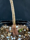 Operculicarya borealis, organically grown tropical plants for sale at TOMs FLOWer CLUB, Madagaskar plants, caudex, tree