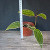 Hoya macrophylla albomarginata, organically grown tropical hoya plants for sale at TOMsFLOWer CLUB. 