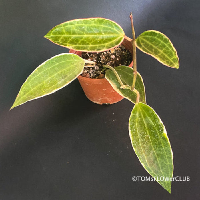 Hoya macrophylla albomarginata