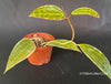 Hoya macrophylla albomarginata, organically grown tropical hoya plants for sale at TOMsFLOWer CLUB. 