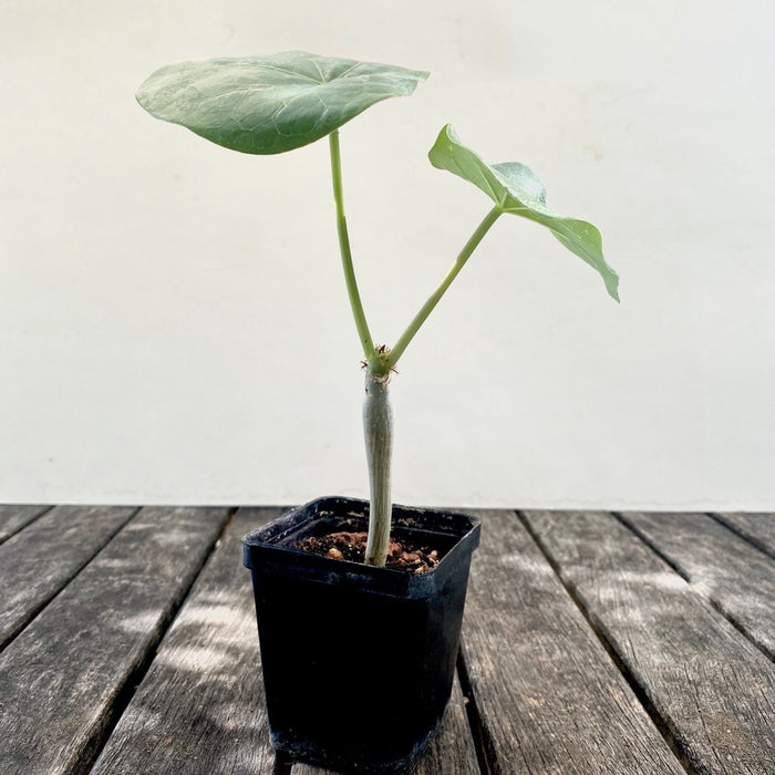 Jatropha Podagrica. organically grown succulent and caudex plants for sale at TOMs FLOWer CLUB.