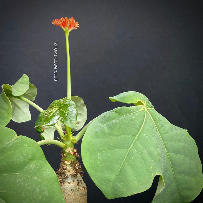 Jatropha Podagrica, organically grown caudex plants for sale at TOMs FLOWer CLUB.