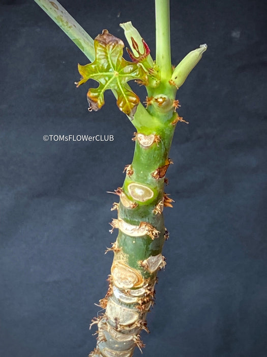 Jatropha Podagrica, organically grown caudex plants for sale at TOMs FLOWer CLUB.