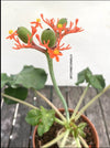 Jatropha Podagrica, organically grown caudex plants for sale at TOMs FLOWer CLUB, seeds