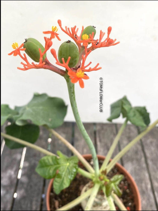 Jatropha Podagrica, organically grown caudex plants for sale at TOMs FLOWer CLUB, seeds