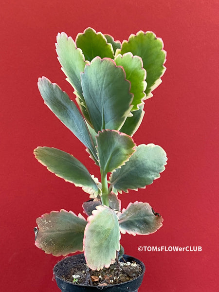 Kalanchoe Fedtschenkoi Aurea Variegata, Madagaskar plants, South African plants, organically grown succulent plants for sale at TOMs FLOWer CLUB.