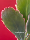 Kalanchoe Fedtschenkoi Aurea Variegata, Madagaskar plants, South African plants, organically grown succulent plants for sale at TOMs FLOWer CLUB.