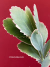 Kalanchoe Fedtschenkoi Aurea Variegata, Madagaskar plants, South African plants, organically grown succulent plants for sale at TOMs FLOWer CLUB.