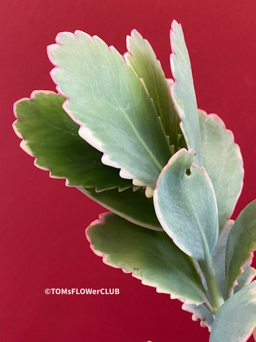 Kalanchoe Fedtschenkoi Aurea Variegata, Madagaskar plants, South African plants, organically grown succulent plants for sale at TOMs FLOWer CLUB.