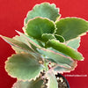 Kalanchoe Fedtschenkoi Aurea Variegata, Madagaskar plants, South African plants, organically grown succulent plants for sale at TOMs FLOWer CLUB.