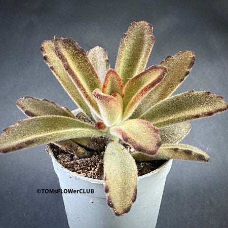 Kalanchoe Tomentosa Chocolate Soldier, organically grown succulent plants for sale at TOMs FLOWer CLUB.