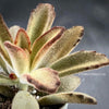 Kalanchoe Tomentosa Chocolate Soldier, organically grown succulent plants for sale at TOMs FLOWer CLUB.