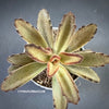 Kalanchoe Tomentosa Chocolate Soldier, organically grown succulent plants for sale at TOMs FLOWer CLUB.