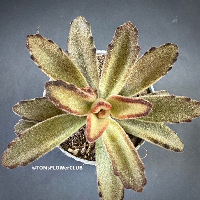 Kalanchoe Tomentosa Chocolate Soldier, organically grown succulent plants for sale at TOMs FLOWer CLUB.