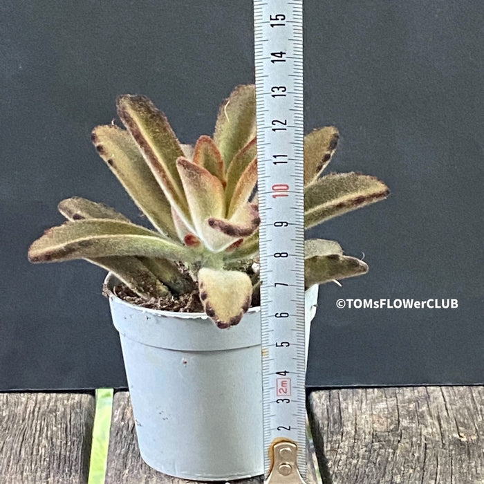 Kalanchoe Tomentosa Chocolate Soldier, organically grown succulent plants for sale at TOMs FLOWer CLUB.