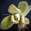 Kalanchoe Villosa, organically grown succulent plants for sale at TOMs FLOWer CLUB.