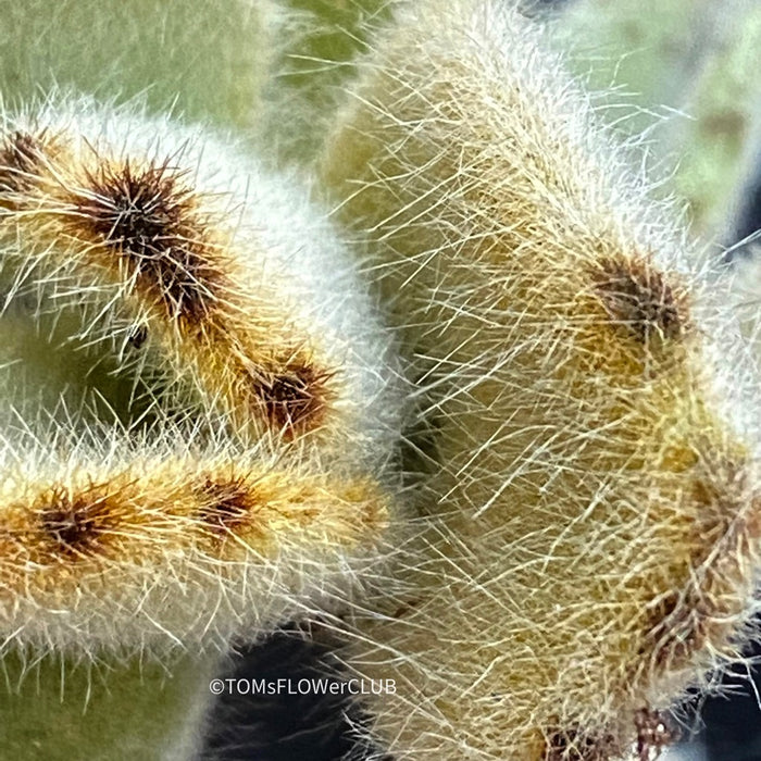 Kalanchoe Villosa, organically grown succulent plants for sale at TOMs FLOWer CLUB.