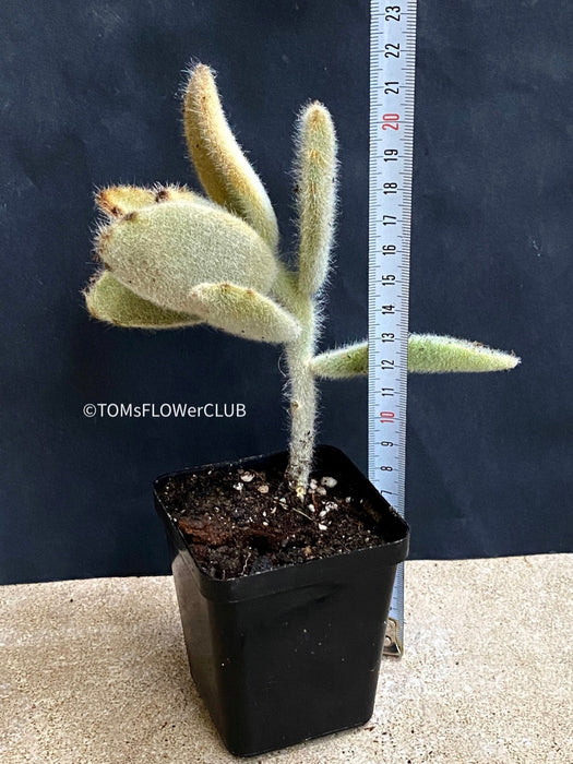 Kalanchoe Villosa, organically grown succulent plants for sale at TOMs FLOWer CLUB.