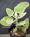 Kalanchoe beharensis oak leaf, organically grown succulent plants for sale at TOMs FLOWer CLUB.