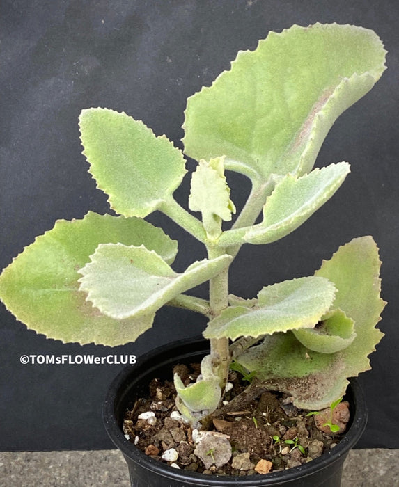 Kalanchoe beharensis oak leaf, organically grown succulent plants for sale at TOMs FLOWer CLUB.