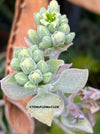 Kalanchoe beharensis oak leaf, organically grown succulent plants for sale at TOMs FLOWer CLUB.