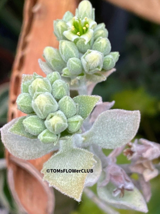 Kalanchoe beharensis oak leaf, organically grown succulent plants for sale at TOMs FLOWer CLUB.