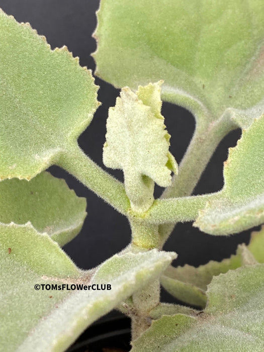 Kalanchoe beharensis oak leaf, organically grown succulent plants for sale at TOMs FLOWer CLUB.