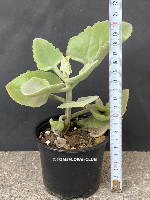 Kalanchoe beharensis oak leaf, organically grown succulent plants for sale at TOMs FLOWer CLUB.