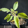 Kalanchoe prolifera, organically grown Madagaskar succulent plants for sale at TOMs FLOWer CLUB.