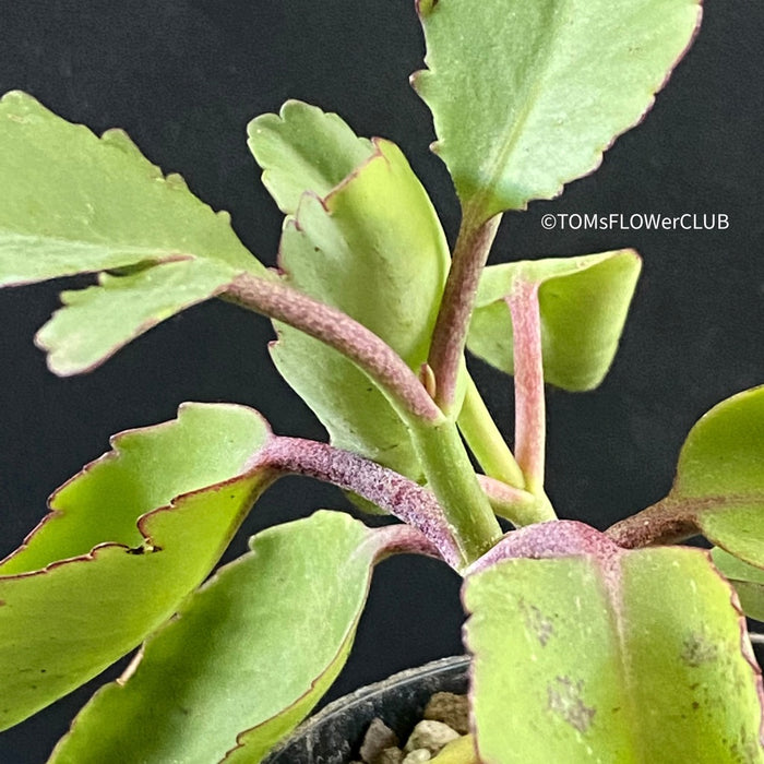 Kalanchoe prolifera, organically grown Madagaskar succulent plants for sale at TOMs FLOWer CLUB.