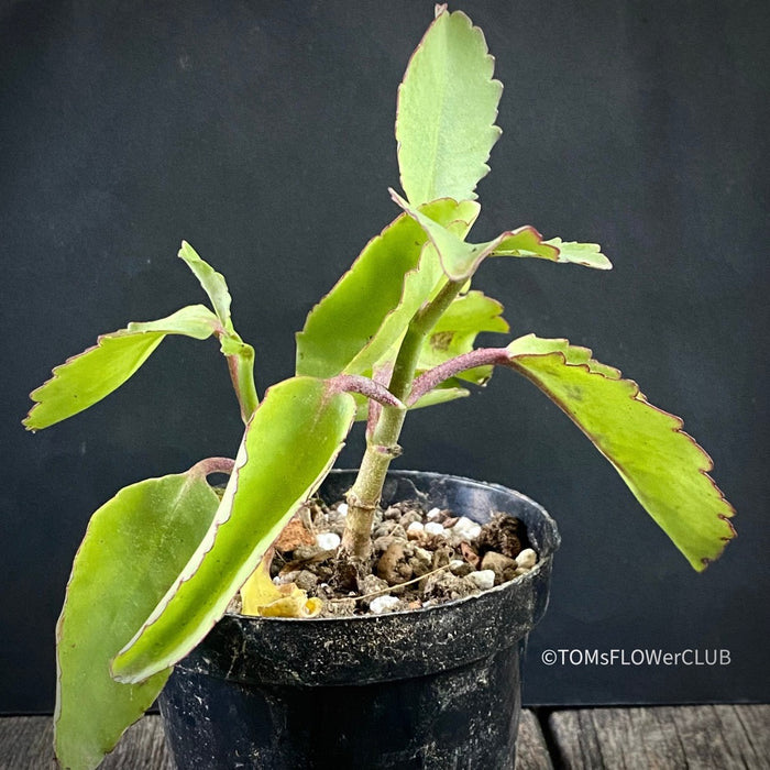 Kalanchoe prolifera, organically grown Madagaskar succulent plants for sale at TOMs FLOWer CLUB.