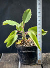 Kalanchoe prolifera, organically grown Madagaskar succulent plants for sale at TOMs FLOWer CLUB.