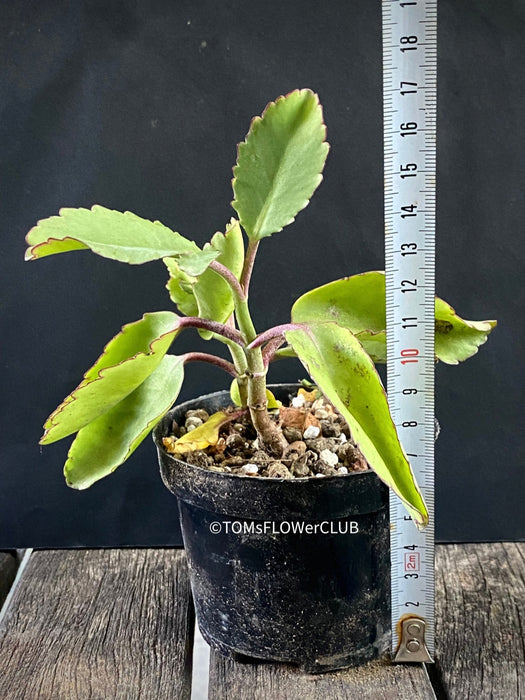 Kalanchoe prolifera, organically grown Madagaskar succulent plants for sale at TOMs FLOWer CLUB.