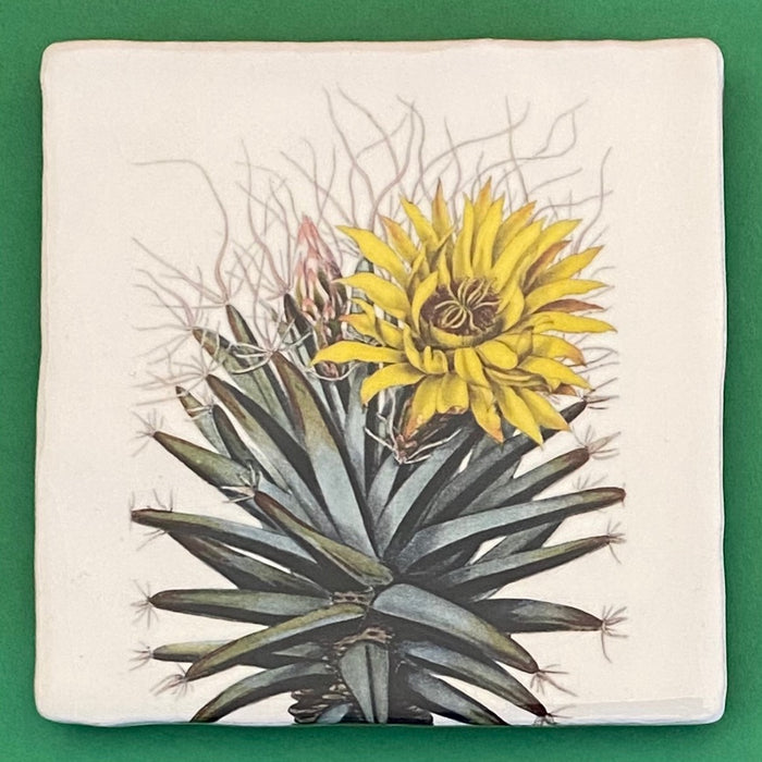 Leuchtenbergia principis tile, glazed ceramic on terracotta, for sale at TOMs FLOWer CLUB.