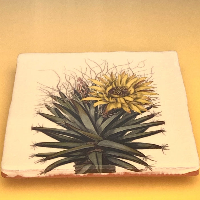 Leuchtenbergia principis tile, glazed ceramic on terracotta, for sale at TOMs FLOWer CLUB.