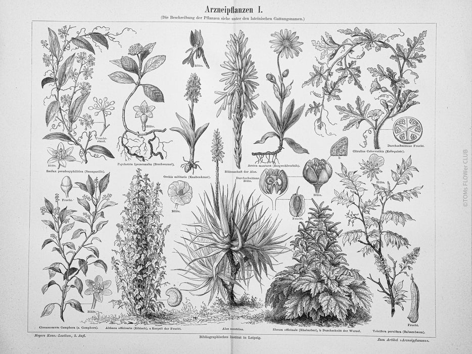 Botanicals - Prints - Meyers Konversations-Lexikon XXXII