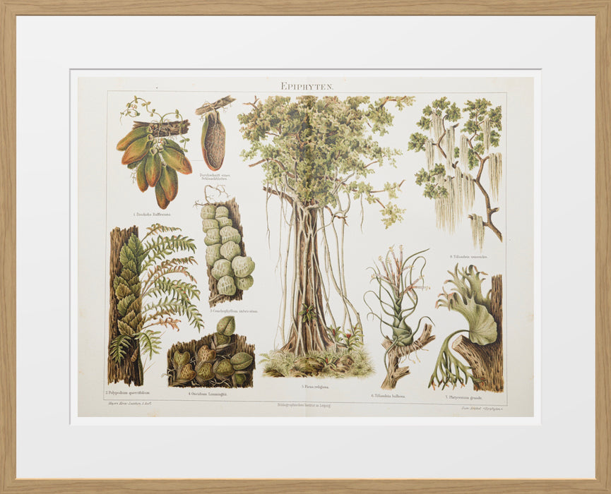 Botanicals - Prints - Meyers Konversations-Lexikon VII