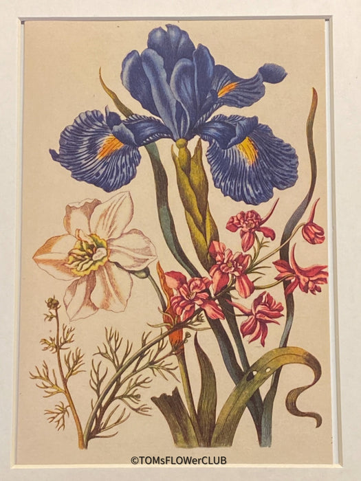 Grusskarten, botanik, botanisch, Greeting card, Picture, home decor, Bellflower with goldfinch or goldfinch, Papaver somniferum Campanula, Maria Sibylla Merian, Art for sale, TOMs FLOWer CLUB.