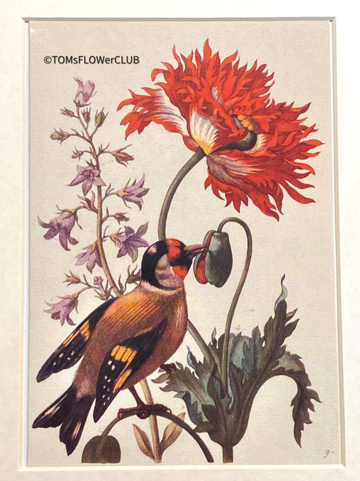 Grusskarten, botanik, botanisch, Greeting card, Picture, home decor, Bellflower with goldfinch or goldfinch, Papaver somniferum Campanula, Maria Sibylla Merian, Art for sale, TOMs FLOWer CLUB.