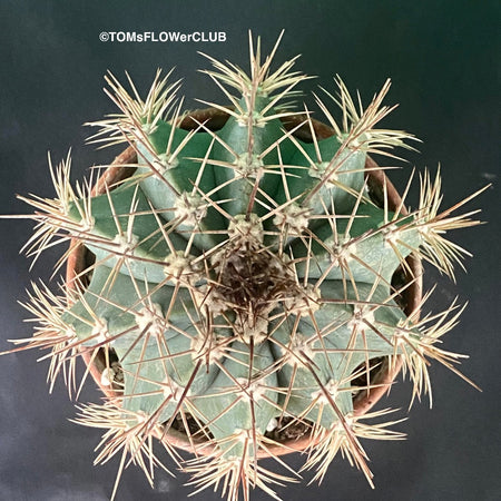 Melocactus azureaus, organically grown succulent plants for sale at TOMs FLOWer CLUB.