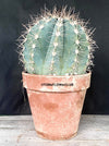 Melocactus azureaus, organically grown succulent plants for sale at TOMs FLOWer CLUB.